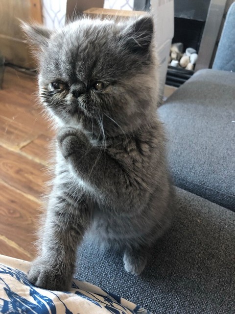 persian cats for sale gumtree